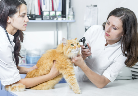 We are Family image of cat health check